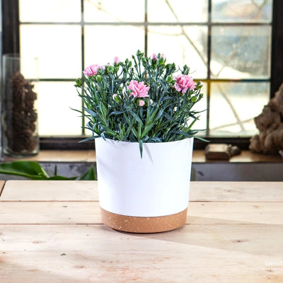 Plant Pot Circular Large Flowerpot Plastic Indoor Plants Succulent Planter with Drainage Bonsai Potted with Tray Home Decoration
