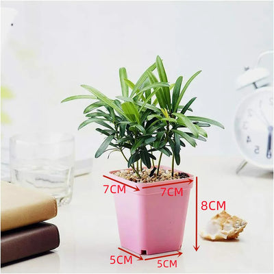 10PC Colorful Multi Square Nursery Flower Pot Plastic Nursery Pot Plant Seeds Nursery Box Transplant Flower Tray For Home Garden