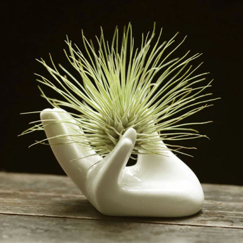 White Porcelain Ceramic Air Plant Tillandsia Holder Flower Office Desk Decor Chic Home Decoration Garden Ornaments