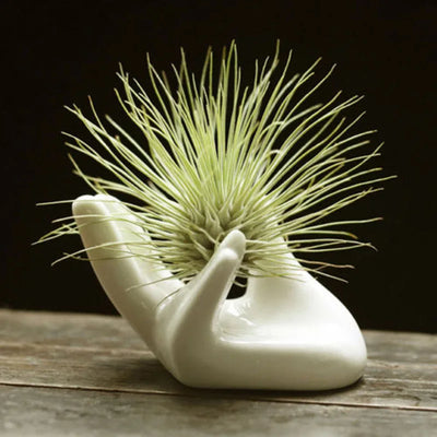 White Porcelain Ceramic Air Plant Tillandsia Holder Flower Office Desk Decor Chic Home Decoration Garden Ornaments
