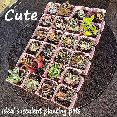 10PC Colorful Multi Square Nursery Flower Pot Plastic Nursery Pot Plant Seeds Nursery Box Transplant Flower Tray For Home Garden